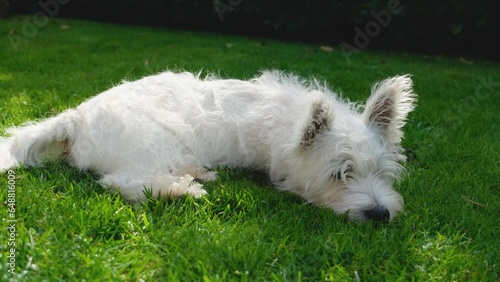 A cute West Highland Terrier Puppy lying on the grass in summer