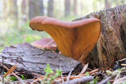 Close up of mushroom Tapinella atrotomentosa, commonly known as the velvet roll-rim or velvet-footed pax in forest photo