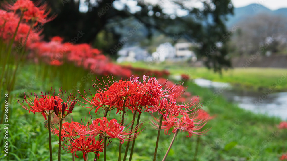 ぼかした風景に赤いヒガンバナ(Lycoris radiata)のクローズアップ【安戸河原】日本埼玉県・9月