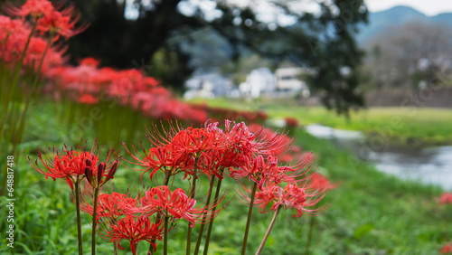 Canvas Print ぼかした風景に赤いヒガンバナ(Lycoris radiata)のクローズアップ【安戸河原】日本埼玉県・9月