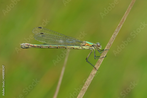 Closeup on an Emerald Spreadwing, Lestes dryas, damselflfy, against a green background © Henk