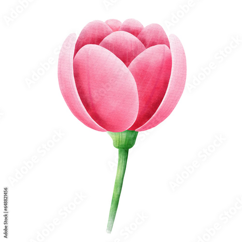 Watercolor and painting blossom pink tulip flower element. Digital painting of flora and nature illustration. Mother day