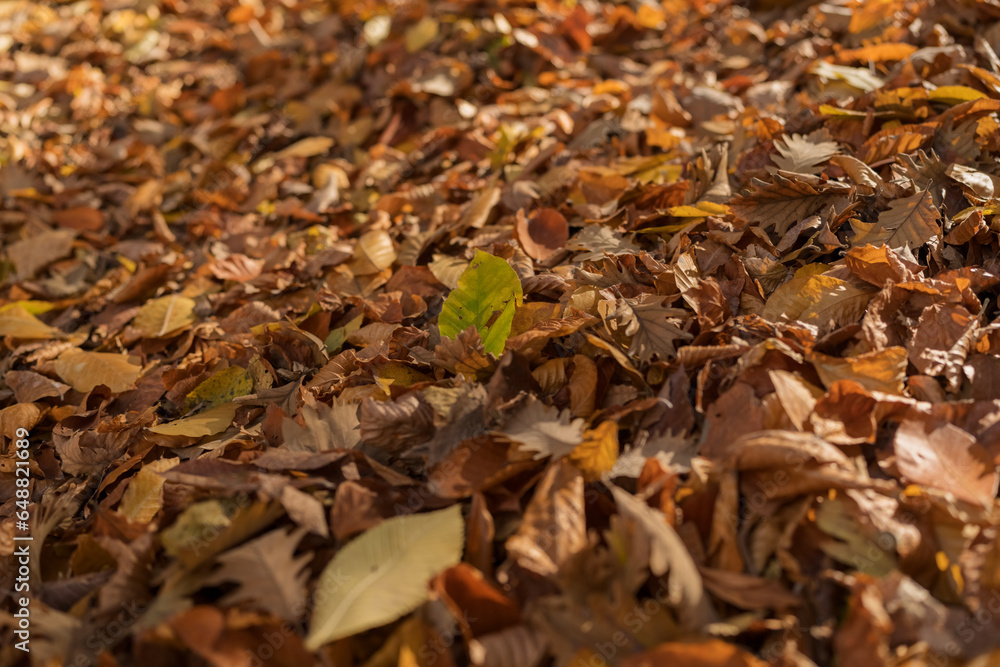 Dry fallen autumn leaves on a ground in a forest