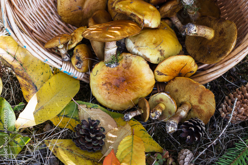 Mushrooms Greville's bolete (larch bolete) or Suillus grevillei , closeup of mushrooms Greville's bolete (Suillus grevillei) in basket on ground in forest, autumn still life with mushrooms concept photo