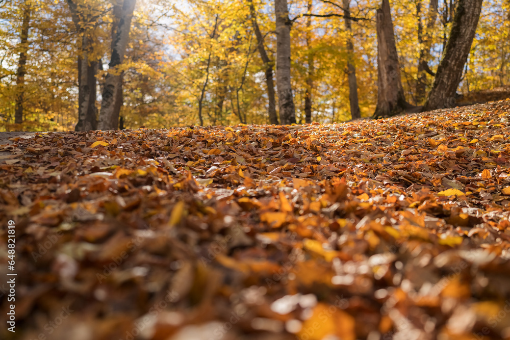 Low angle shot of fallen leaves in forest in october