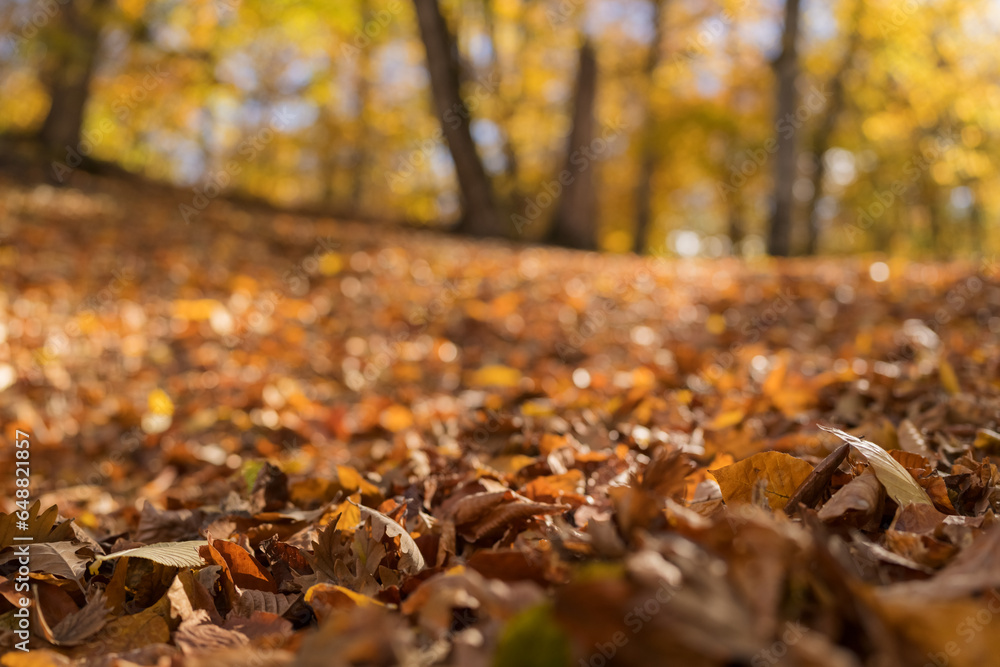 Low angle shot of fallen leaves in forest in october