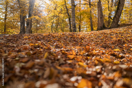 Low angle shot of fallen leaves in forest in october