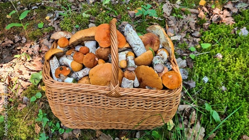 Collecting autumn mushrooms causes lot of positive emotions among mushroom pickers
