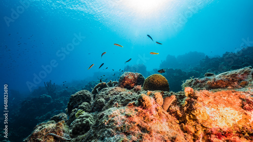 The magnificent coral reef of the Caribbean Sea