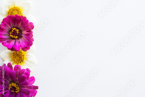 Beautiful colorful zinnia and dahlia flowers on white background with copy space for text, flat lay style.