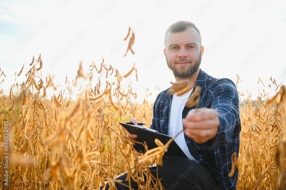 Agronomist inspecting soya bean crops growing in the farm field. Agriculture production concept. young agronomist examines soybean crop on field. Farmer on soybean field. Agronomist inspecting soya bean crops growing in the farm field. Agriculture production concept. young agronomist examines soybean crop on field. Farmer on soybean field.