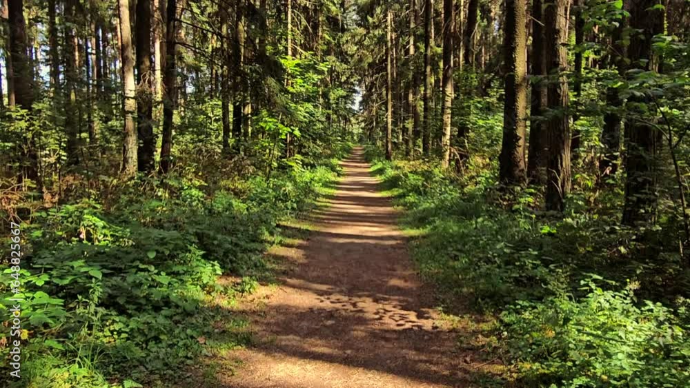 Walking along a forest path on a sunny day Walking along a forest path on a sunny day