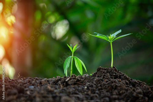 Hands of the farmer are planting the seedlings into the soil