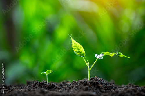 Hands of the farmer are planting the seedlings into the soil