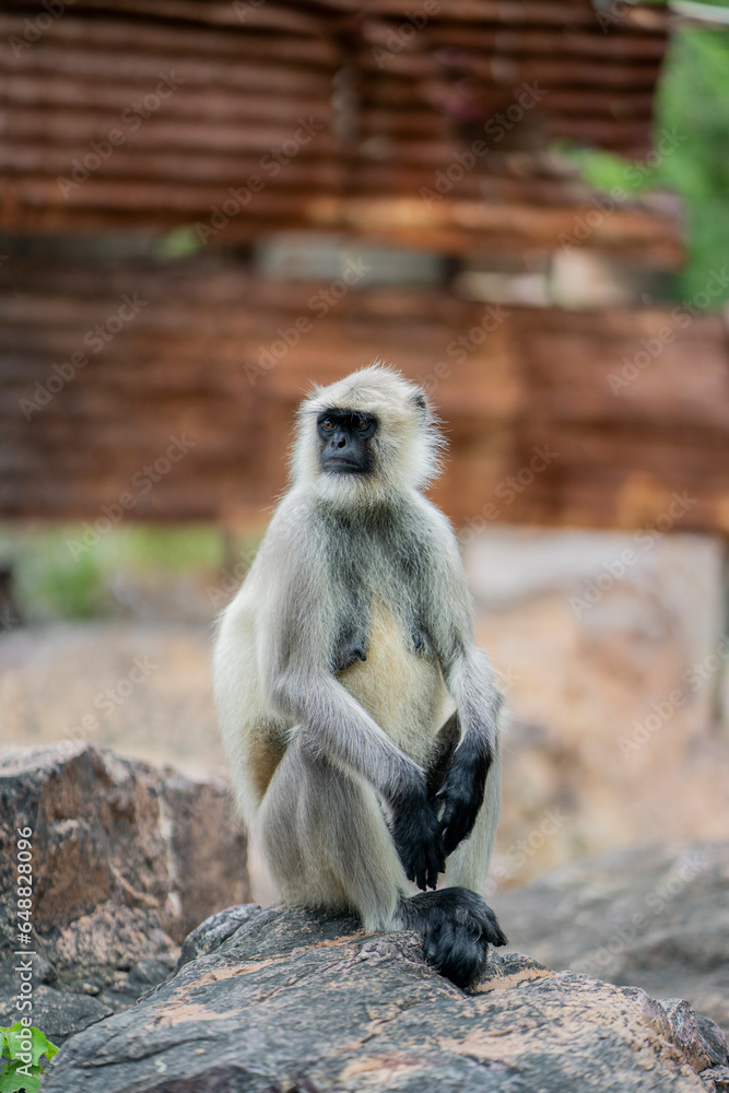 Fototapeta premium Monkey sitting on a rock