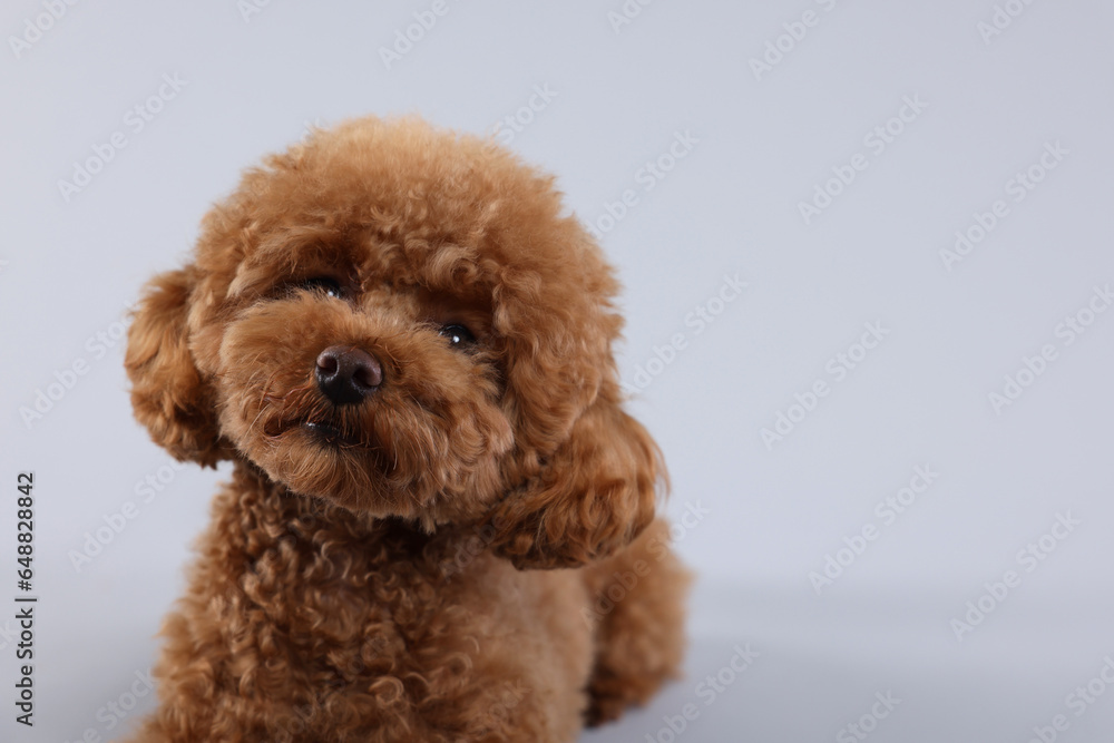 Cute Maltipoo dog on light grey background, space for text. Lovely pet Cute Maltipoo dog on light grey background, space for text. Lovely pet