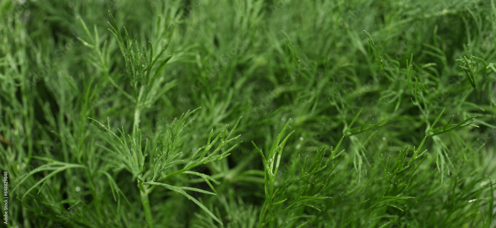 Fresh green dill as background, banner design Fresh green dill as background, banner design