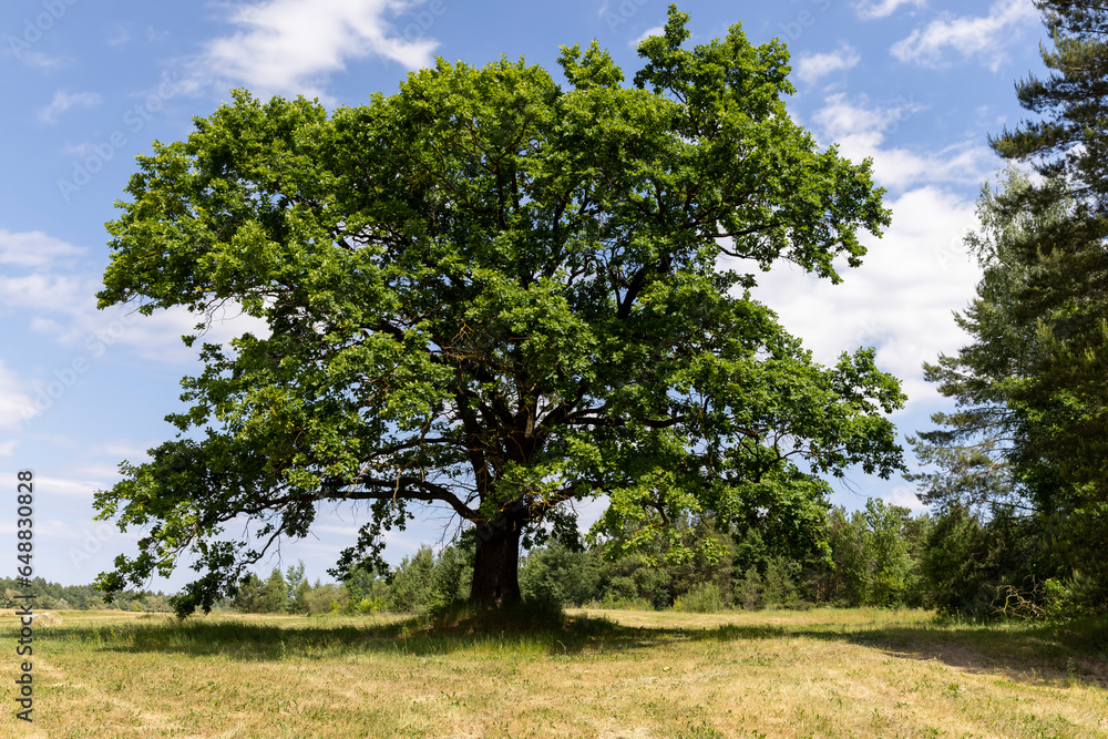 old tall oak with green foliage during drought