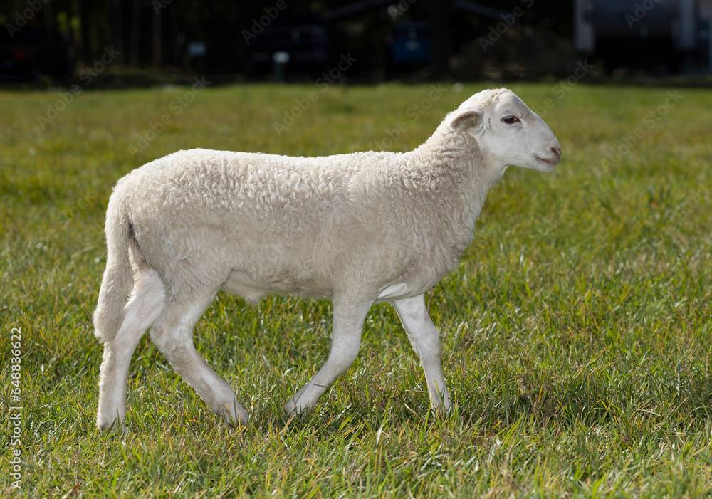White lamb walking across a field White lamb walking across a field