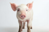 a cute pig on a white background