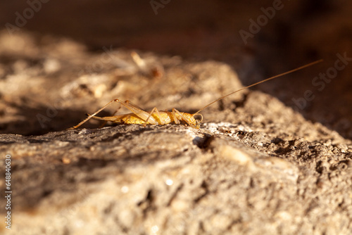 Cricket laying on a concrete surface © Sergiu