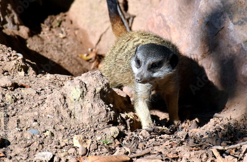 Erdmännchen auf trockendem Boden photo