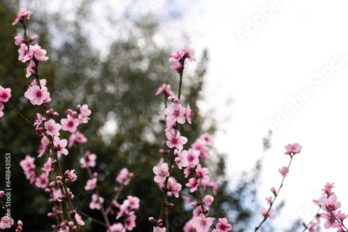 pink flowers in blossom on a peach tree during spring months in Australia