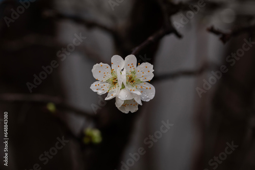 White blossom flowers from a plum tree during spring months in Australia photo