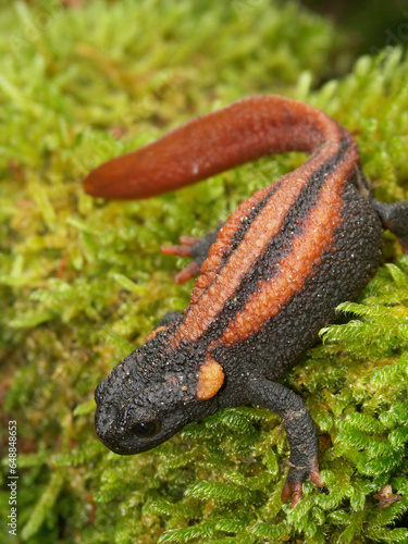 Vertical closeup on a gorgeous endangered Chinese Red-tailed Knobby Newt , Tylototriton kweichowensis photo