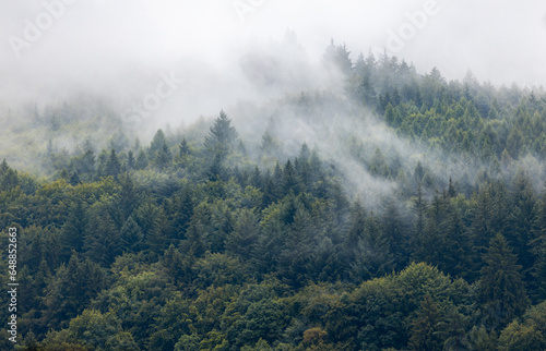 Forest with evergreen trees on the mountain with morning mist on a cloudy day. Mystical natural floral, background