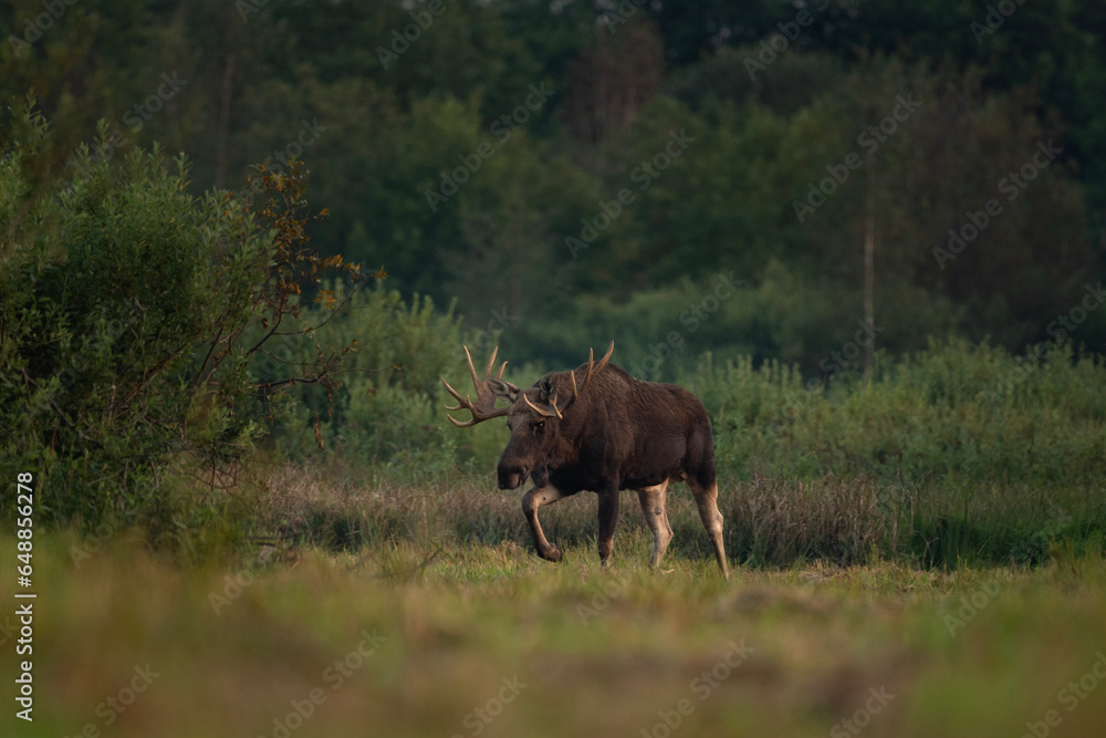 European elk during rut in Biebrzanski Park. Male of elk is walkin on the meadow. Moose in autumn season. Huge stag with flat antlers. European elk during rut in Biebrzanski Park. Male of elk is walkin on the meadow. Moose in autumn season. Huge stag with flat antlers.