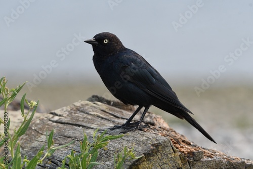Brewer's blackbird crow