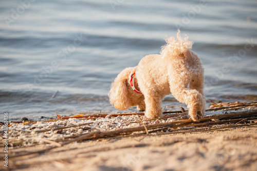 Toy poodle in the summer on the green grass - man best friend dog