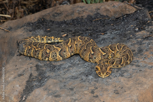 Exquisite camouflage of the potently cytotoxic Puff Adder (Bitis arietans) photo