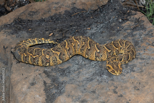 Exquisite camouflage of the potently cytotoxic Puff Adder (Bitis arietans)