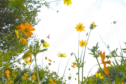 Yellow cosmos flowers and blue sky with white clouds in the background.