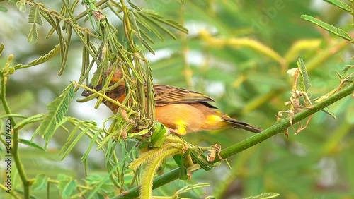 Close-up bird making bird's nest on a tree
