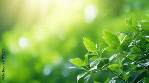 Photo of fresh green leaves in the Morning Sunlight Park with a blurred background