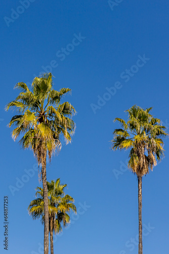 Palm trees against a clear blue sky