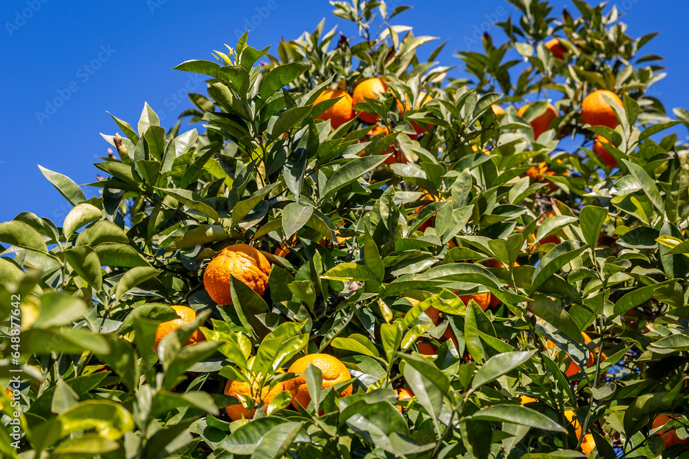A bitter orange tree laden with ripe oranges on a sunny February day