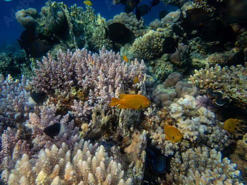 Coral reef with its inhabitants in the Red Sea