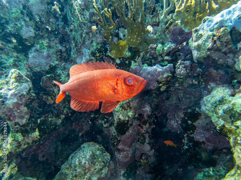Coral reef with its inhabitants in the Red Sea