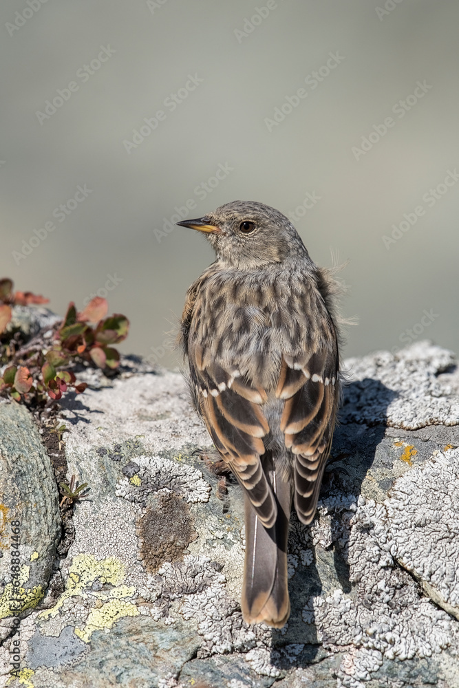 Close up portrait of Alpine accentor (Prunella collaris) perched on a rock in its typical alpine habitat at high altitude, Alps Mountains, Italy.