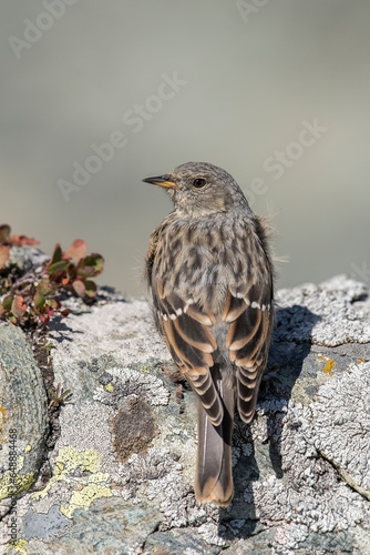 Obraz na płótnie Close up portrait of Alpine accentor (Prunella collaris) perched on a rock in its typical alpine habitat at high altitude, Alps Mountains, Italy. w salonie