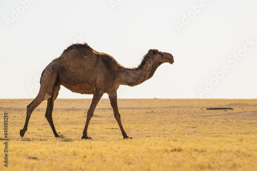 .Wild desert camel portrait view in desert isolated view. Wild Desert camel roaming on desert walking and eating. ..
