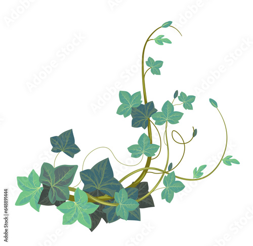Ivy climbing plant, evergreen exotic botany vector