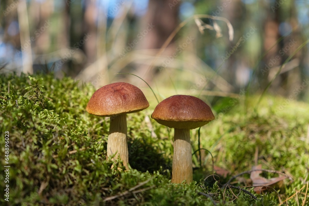 Close up of two mushrooms Aureoboletus projectellus, bolete fungus. Found in North America, and recently in Europe. Close up of two mushrooms Aureoboletus projectellus, bolete fungus. Found in North America, and recently in Europe.