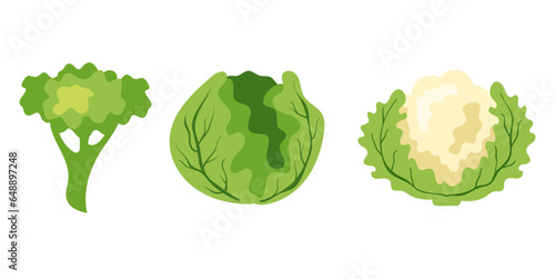 Broccoli cabbage lettuce isolated set. Vector flat graphic design illustration