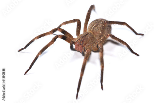 Closeup of the infamous Brazilian wandering or banana spider Phoneutria nigriventer (Araneae: Ctenidae), a medically important spider photographed on white background.