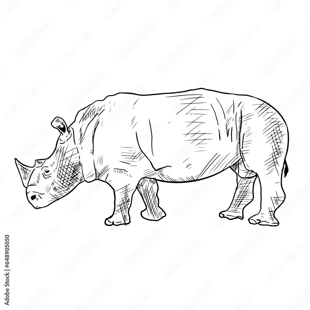 Fototapeta premium Rhino illustration. Isolated on white. Hand drawn sketch.
